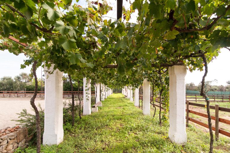 Tenuta Aphrodite